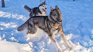 My Siberian Husky Goes CRAZY Playing in DEEP Snow [upl. by Yelsew]