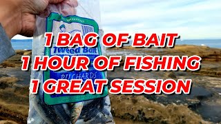 1 bag of pilchard bait amp 1 hour of fishing [upl. by Aihsotal]