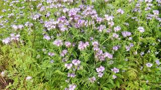 Bees and purple tansy Lacy phacelia  Phacelia tanacetifolia [upl. by Elie]