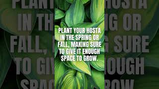 Hostas EasytoGrow Plants for Novice Gardeners  How to Grow Hostas [upl. by Aguie]