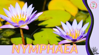 NYMPHAEA Information and Growing Tips Nymphaea nouchali [upl. by Savory]