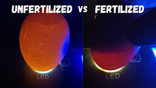 Fertilized Eggs vs Unfertilized [upl. by Enyawal]