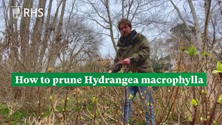 How to prune Hydrangea macrophylla  The RHS [upl. by Marco]