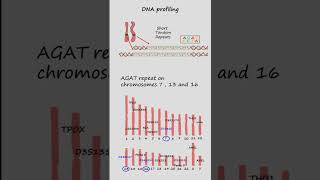 DNA profiling or DNA fingerprinting using Short Tandem Repeats STR’s genetics biology [upl. by Ransome]