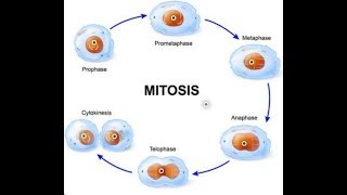 Cell Division  Mitosis Process [upl. by Jacklin985]