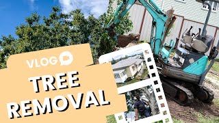 TREE REMOVAL amp PLANTING HEDGES  Weekend Landscaping Vlog  Sunshine State Home [upl. by Avik237]