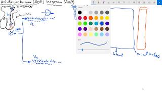 antidiuretic hormone ADHvasopressin AVP هرمون المضاد للاباله [upl. by Midian19]