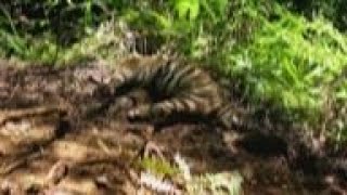 Three endangered Sumatran tigers found dead [upl. by Ruggiero]