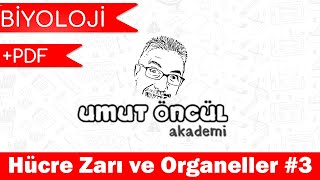 Biyoloji  TYT  Hücre  Hücre Zarı ve Organeller 3  PDF [upl. by Sucramraj]