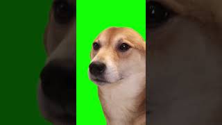 Dog Vibing to Epic Sax Guy Song meme  Green Screen [upl. by Eniamerej505]