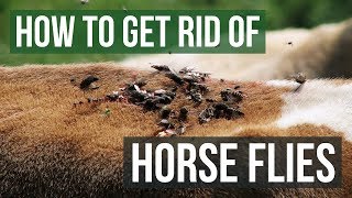 How to Get Rid of Horse Flies 4 Easy Steps [upl. by Trilbee887]