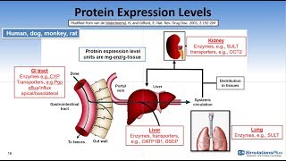 Enzyme and Transporter Expression Levels in GastroPlus™ 96 [upl. by Elbertina468]