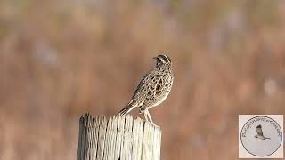 Meadowlarks are back [upl. by Heron]