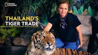 Thailands Tiger Trade  Trafficked with Mariana Van Zeller  हिंदी  Full Episode  S1  E7 [upl. by Aloisius58]