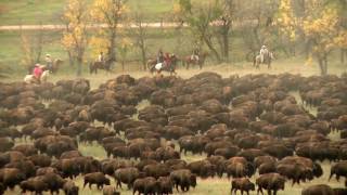 2016 Custer State Park Buffalo Roundup [upl. by Bitthia]