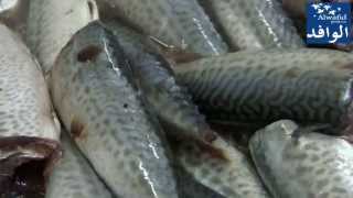 Farine et Huile De Poisson  صناعة دقيق السمك [upl. by Ydnew]