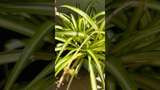 How to propagate spider Plantsindoorplants garden gardeningtips gardeningandcreativity shorts [upl. by Aleirbag]