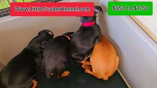 Miniature Pinscher puppies available October 11th 2024 [upl. by Nnylaj]