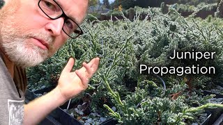 Bonsaify  Juniper Cutting Propagation StepbyStep [upl. by Pavlish]