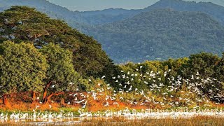 OHIGO CANTAR LAS AVES EN EL DESIERTO KARAOKE PISTA HERMANOS ALVARADO [upl. by Harikahs981]