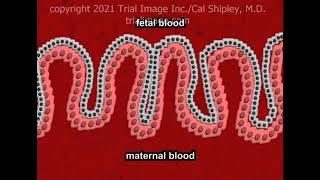 The Placenta Anatomy and Physiology [upl. by Werdn]