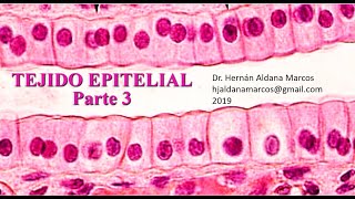 Tejido epitelial Parte 3 de cuatro Especializaciones laterales y basales Aldana Marcos Hernán [upl. by Sandor328]
