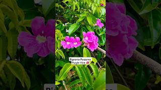 aruba flowers garden gardening tropicalflowers nature youtubeshorts fyp video travel 🇦🇼🌿 [upl. by Dody]