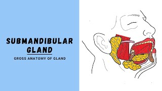 Submandibular Salivary Gland Anatomy [upl. by Vargas]