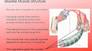 Muscular System Lecture 1 [upl. by Aihcropal]