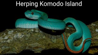 Herping Komodo Island  Dragons and Blue Pit Vipers [upl. by Warrick430]