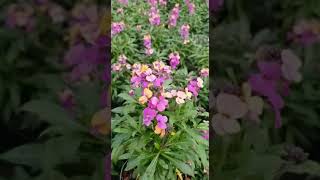 Erysimum Hybrid purple eddie [upl. by Aciretahs233]