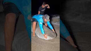 Florida Man CRUSHED by Tiger Shark [upl. by Lebiram]