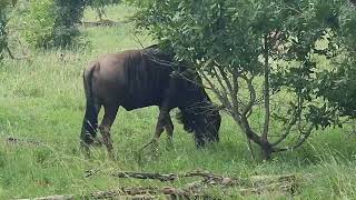 Kurger national park self driveSouth African jungleSouth African Animals [upl. by Filahk962]