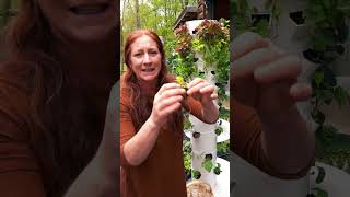 When to put your hydroponic seedlings in a Tower Garden [upl. by Wynny650]