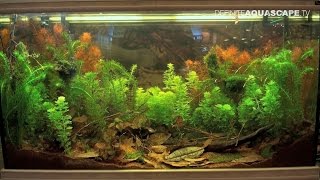 Biotope Aquarium Design Contest 2015  the 5th place Eurasia [upl. by Wahs857]