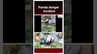 Panda danger incident attack On Zoo keeper  MediaFxOfficial [upl. by Eniortna]