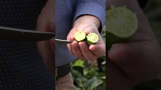 Le CITRON CAVIAR un AGRUME très en vogue😀CONSEILS CULTURE et ENTRETIEN [upl. by Kere]