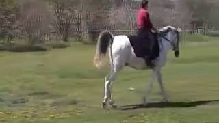 An Arabian horse performing dressage to music [upl. by Lateehs644]