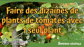 Comment faire 60 plants de tomates avec 3 pieds [upl. by Milt]