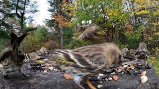 Pine Siskins [upl. by Harifaz461]