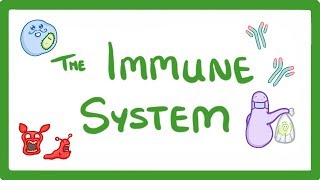 GCSE Biology  Immune System Defences Against Pathogens 38 [upl. by Saundra]