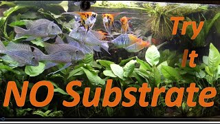 No Substrate 200 gallon heavily stocked and planted aquarium [upl. by Ninehc]