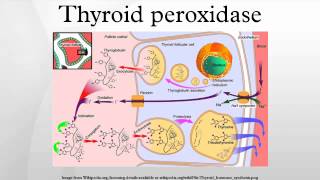 Thyroid peroxidase [upl. by Annekim258]