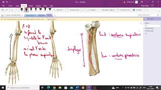 le radius anatomie 1ère année médecine cours 6 سنة اولى طب [upl. by Aleakam]