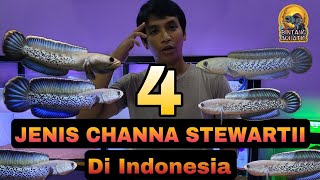 4 JENIS CHANNA STEWARTII MANTAPMANTAP JIWA [upl. by Enowtna157]