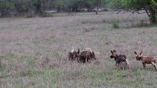 African Wild Dogs Gorongosa NP Mozambique [upl. by Monteith]