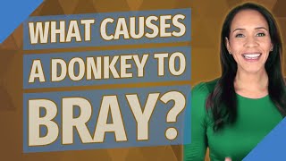 What causes a donkey to bray [upl. by Goldia]