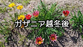 0529 2年前に挿し芽して増やしたガザニアが越冬して、開花しました。 [upl. by Dorree782]