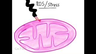 Mechanism of Apoptosis [upl. by Mair]