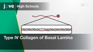 Type IV Collagen of Basal Lamina  Cell Bio  Video Textbooks  Preview [upl. by Chavez]